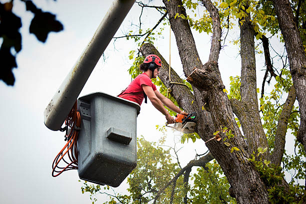 Best Commercial Tree Services  in Cleveland, OH